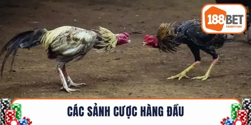 Các sảnh cược đấu kê hàng đầu